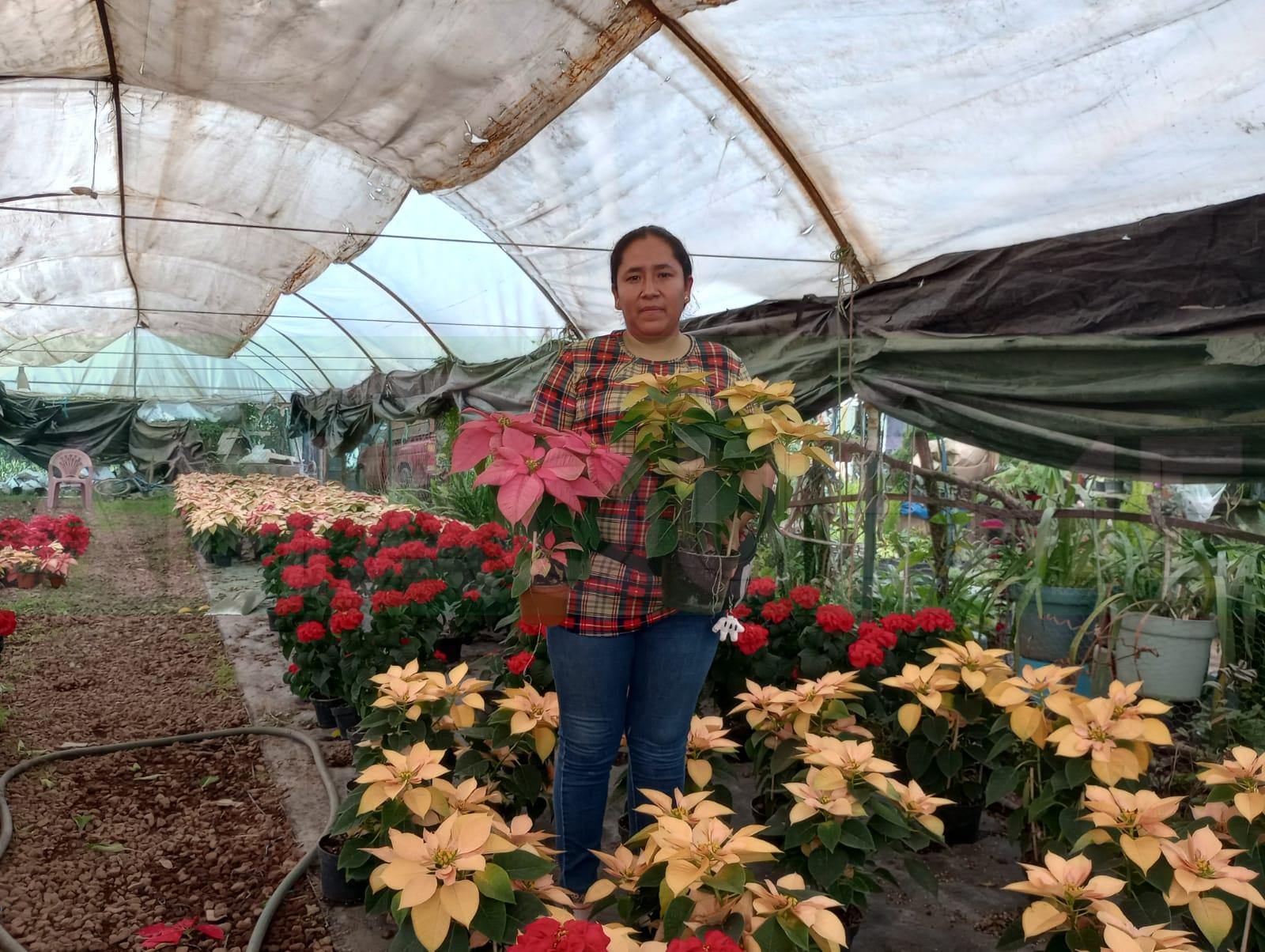 La Familia Álvarez produce flor de nochebuena únicas en la región, conoce  su vivero – Periodico Amaqueme
